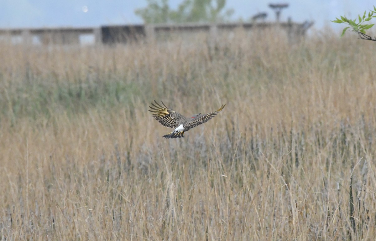 datel zlatý (ssp. auratus/luteus) - ML619129918