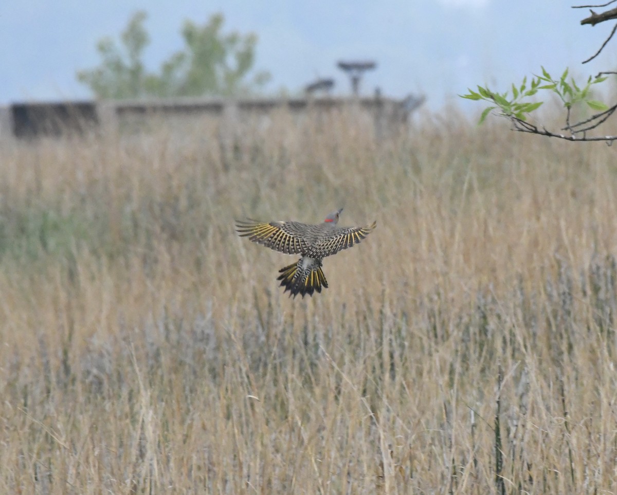 Northern Flicker (Yellow-shafted) - ML619129919