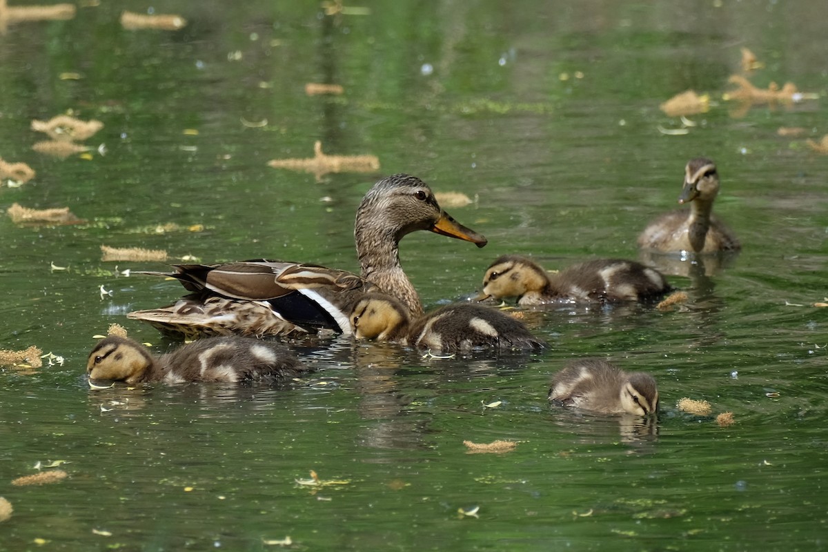 Canard colvert - ML619129920