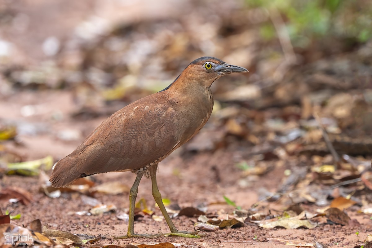 Malayan Night Heron - ML619129921