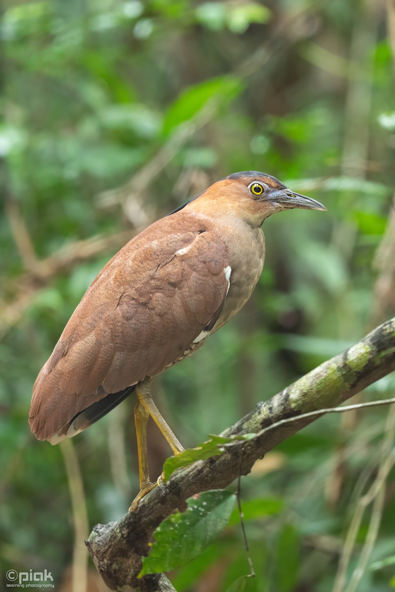 Malayan Night Heron - ML619129928