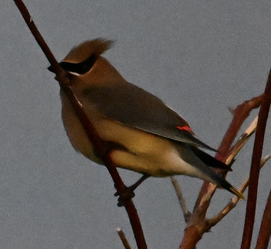 Cedar Waxwing - ML619129931