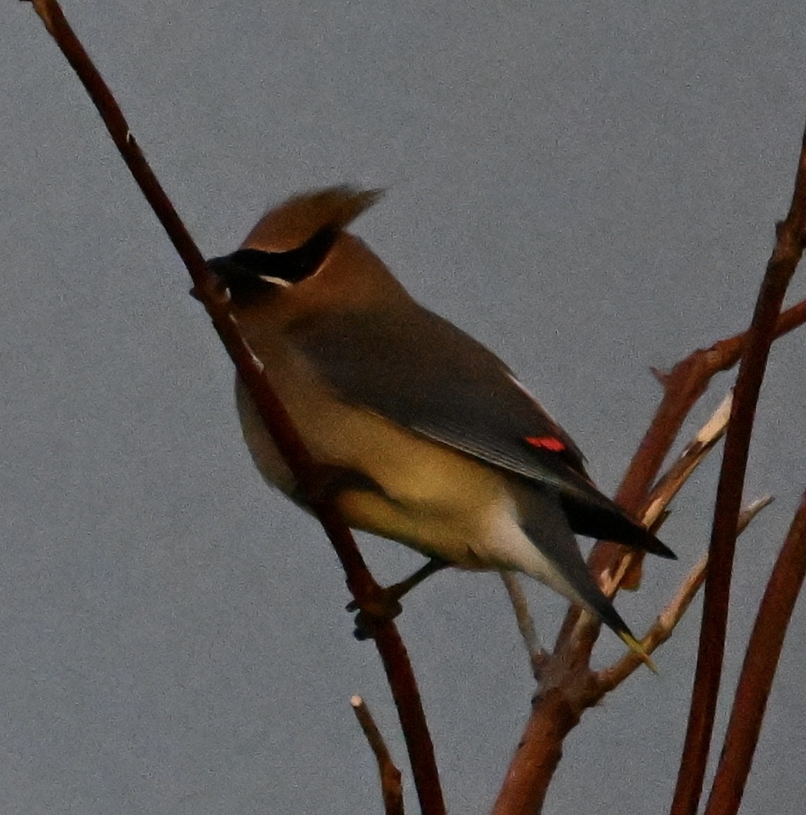 Cedar Waxwing - ML619129933