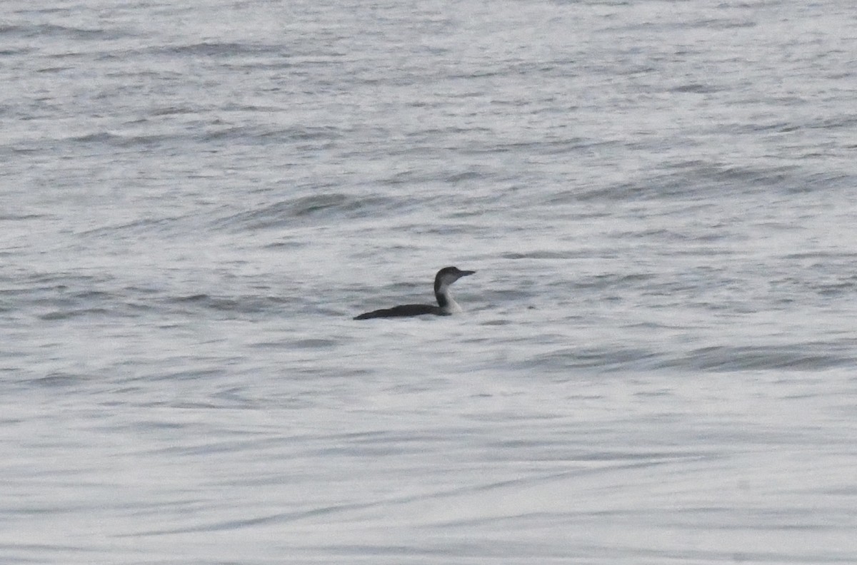 potáplice lední - ML619129934