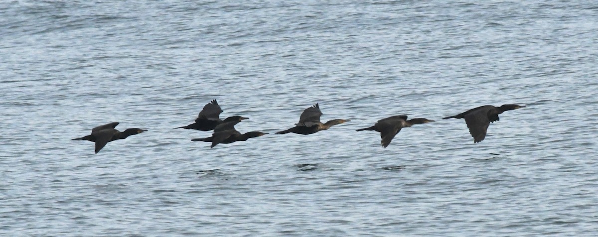 Double-crested Cormorant - ML619129941