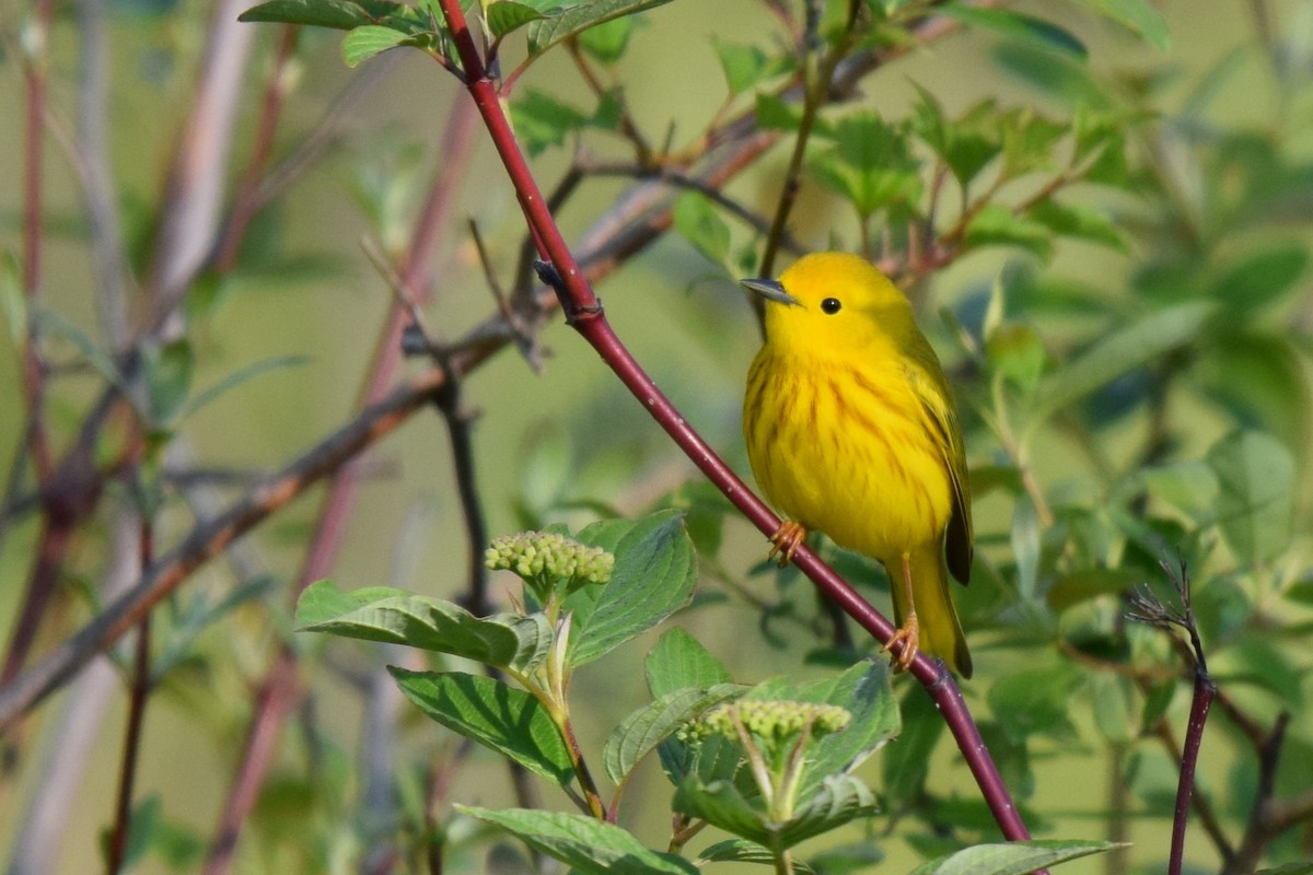 Yellow Warbler (Northern) - John Wright