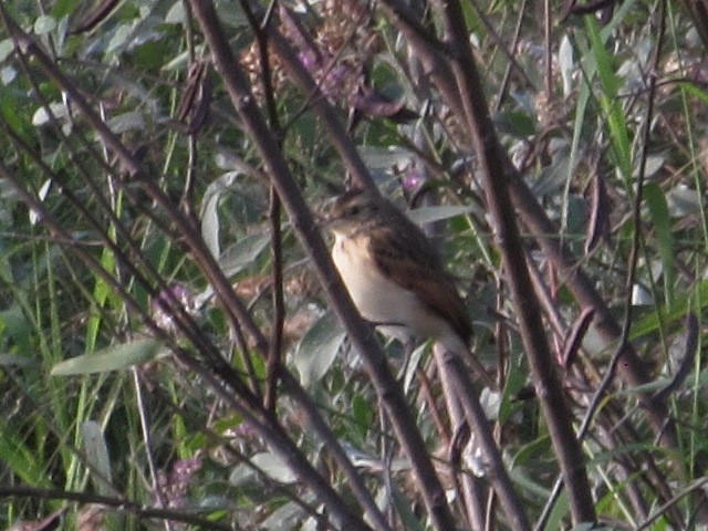 Spectacled Tyrant - Hugo Rodriguez