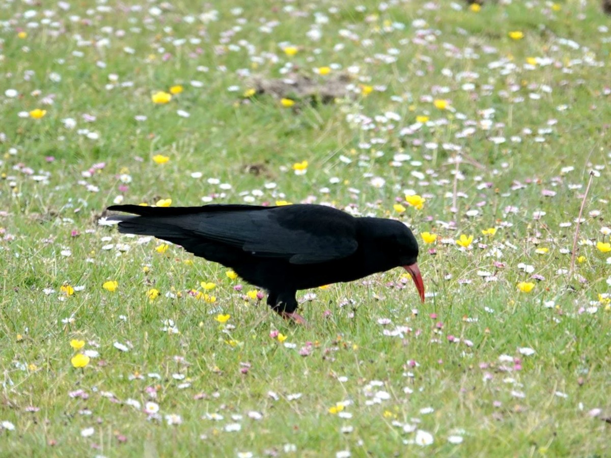 Red-billed Chough - Seppo Hjerppe