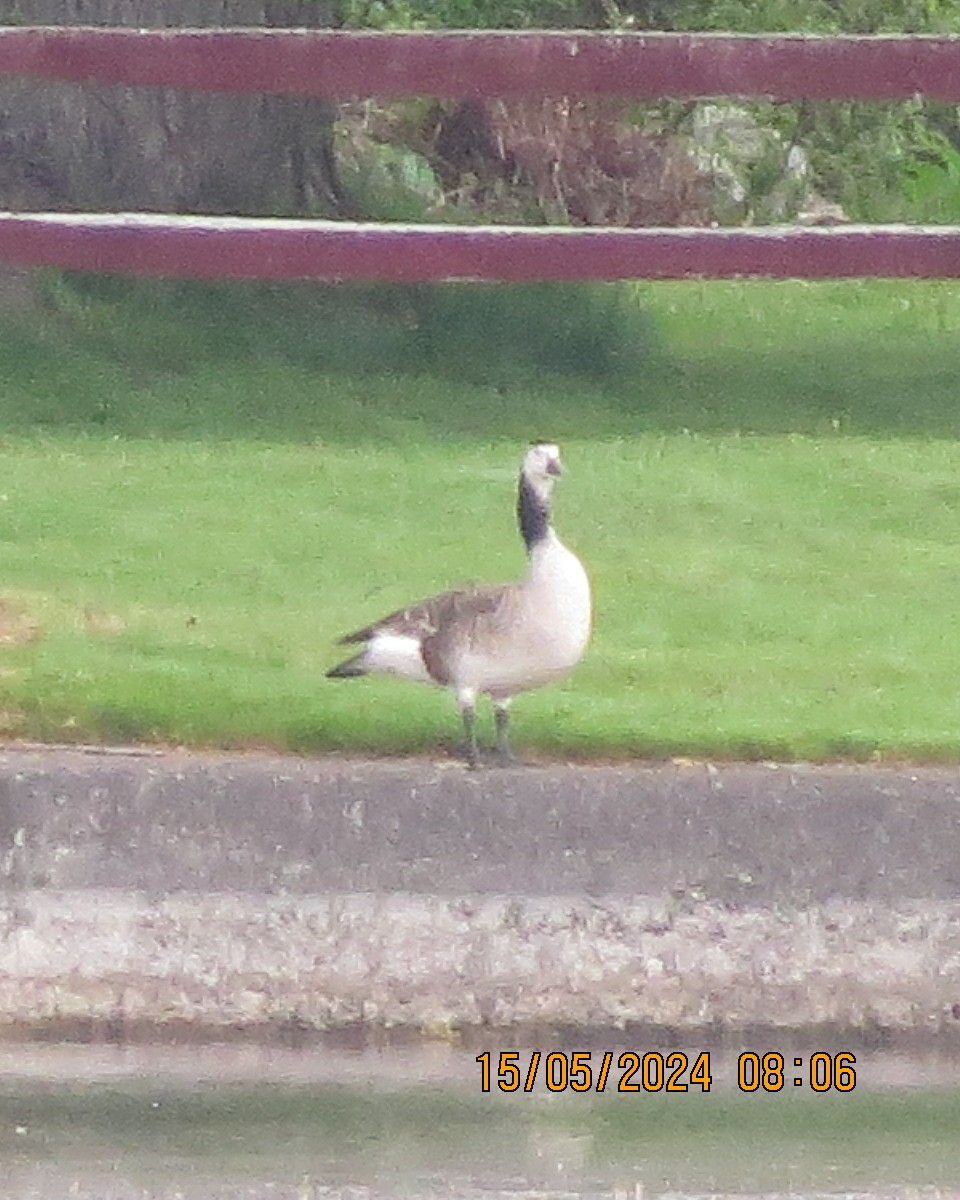 Canada Goose - Gary Bletsch