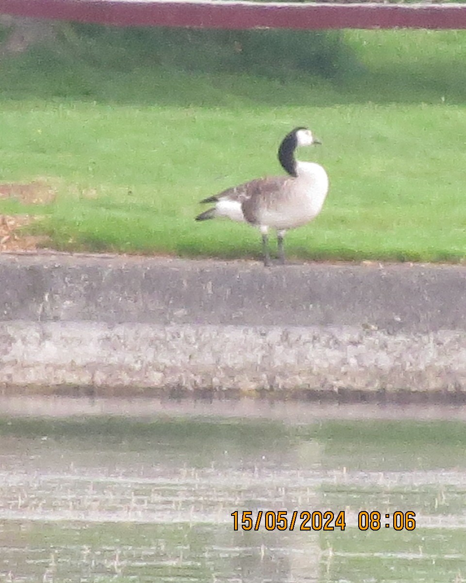 Canada Goose - Gary Bletsch