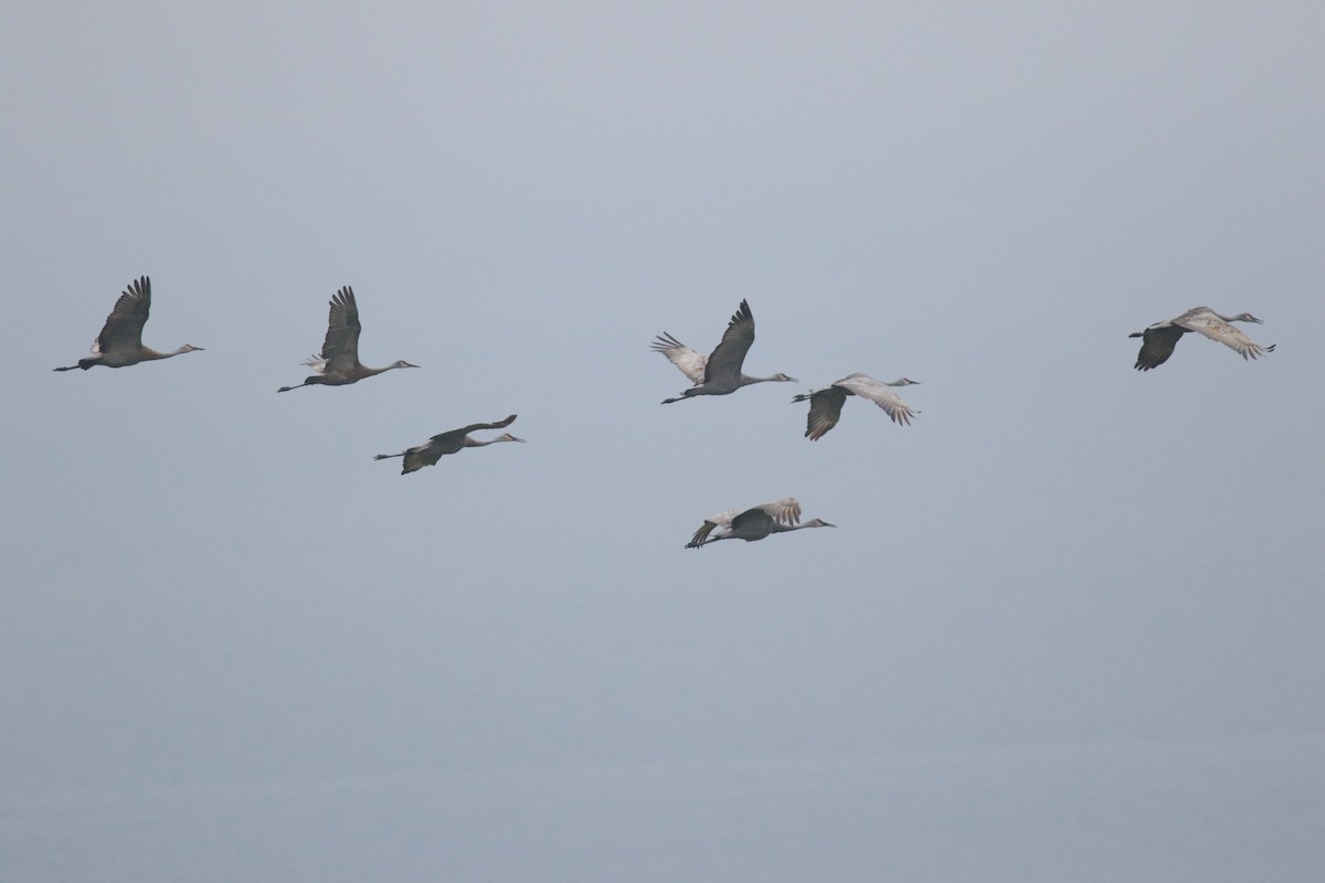 Sandhill Crane - ML619129976