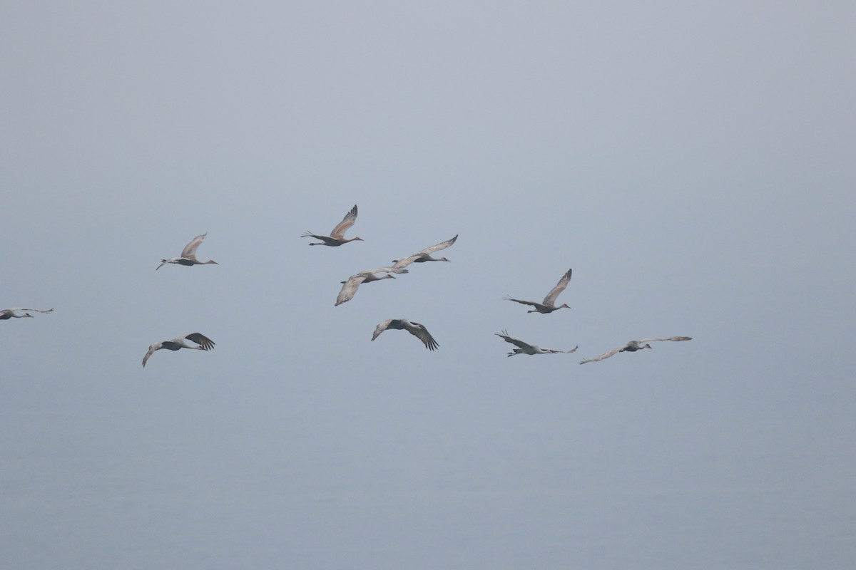 Sandhill Crane - ML619129977