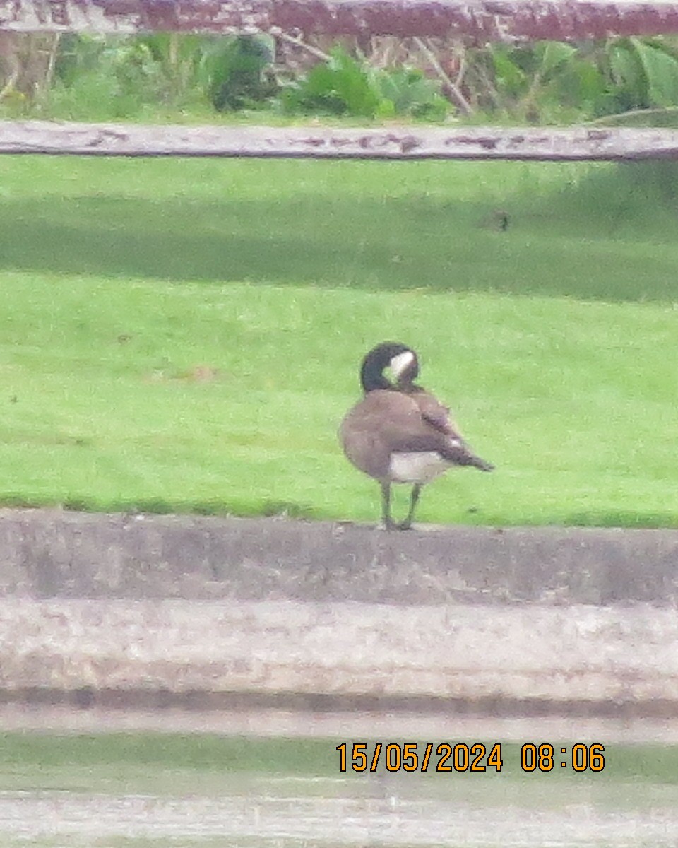 Canada Goose - ML619129981