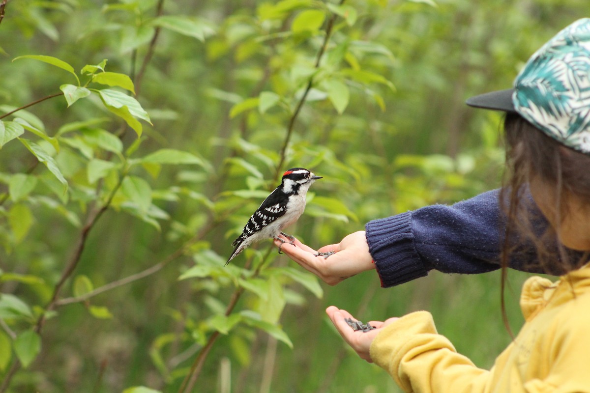 Downy Woodpecker - lydia Harrisson