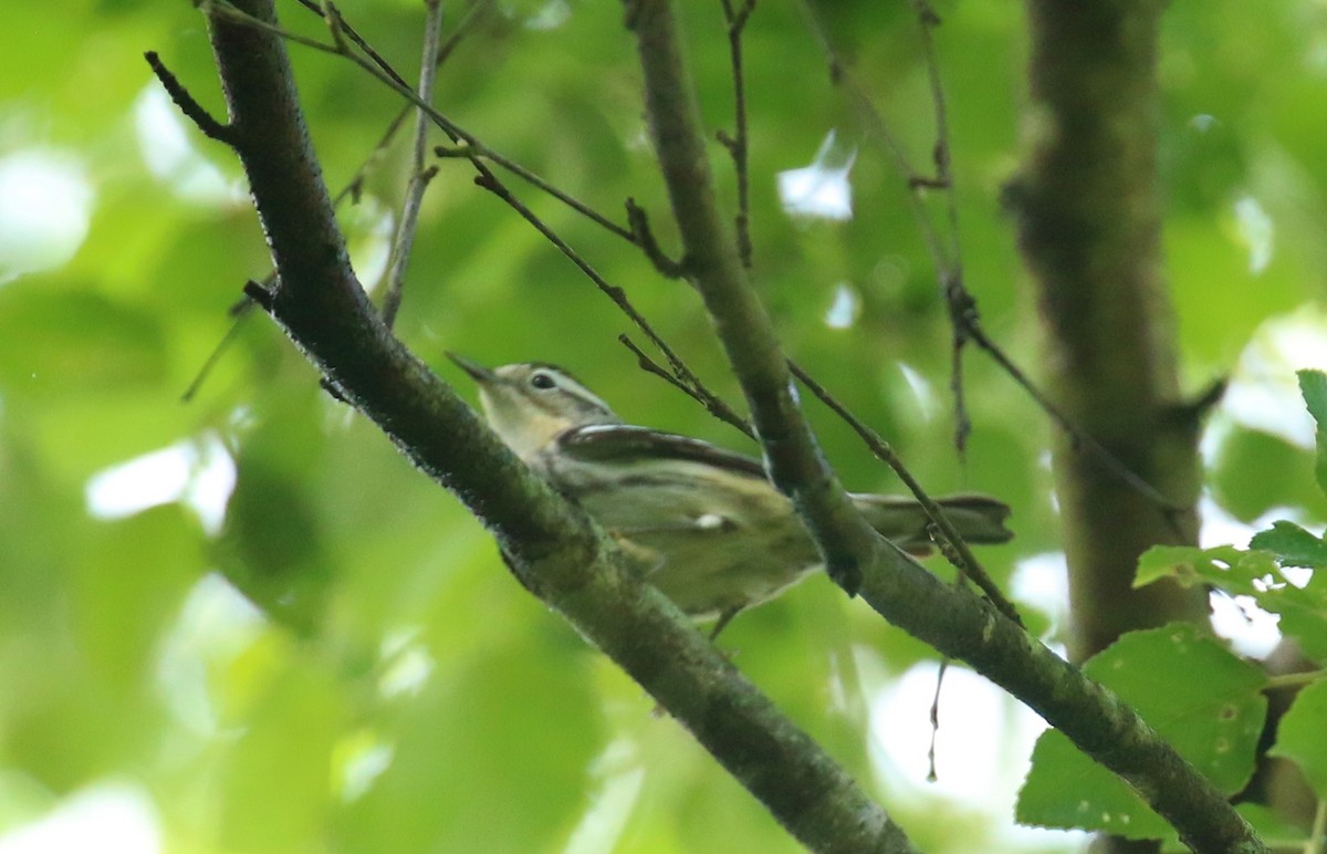 Black-and-white Warbler - ML619130037