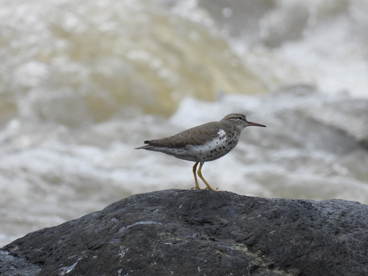 Spotted Sandpiper - Kenyi Paolo Pérez Acevedo