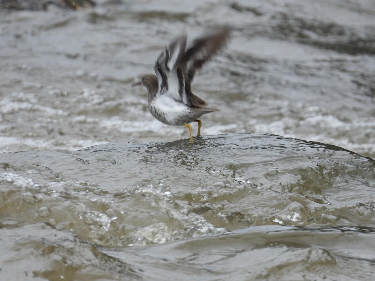 Spotted Sandpiper - Kenyi Paolo Pérez Acevedo