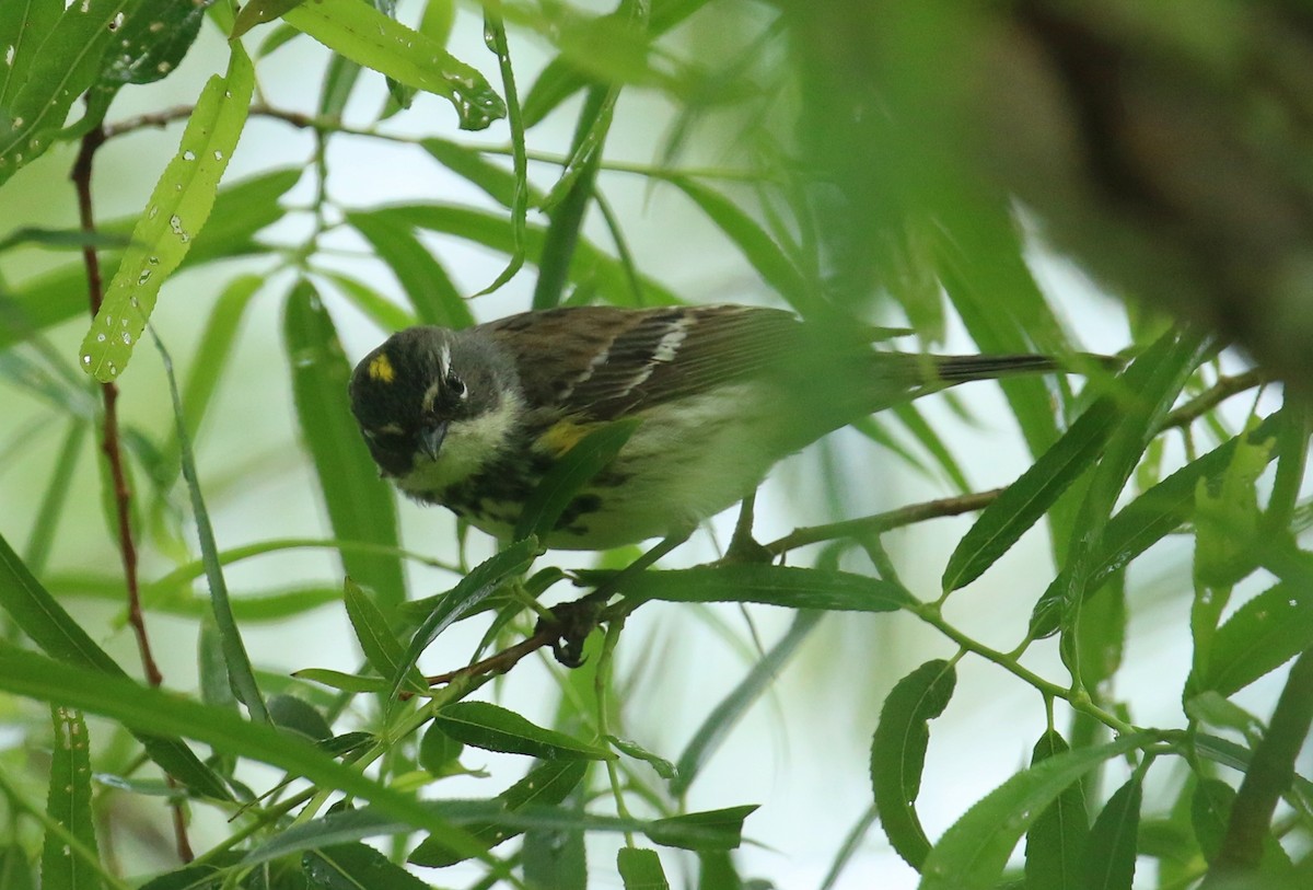 Yellow-rumped Warbler (Myrtle) - Sujata roy