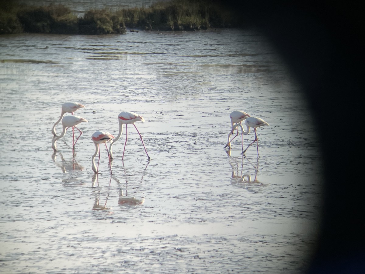 Greater Flamingo - Gianluca Cicinelli