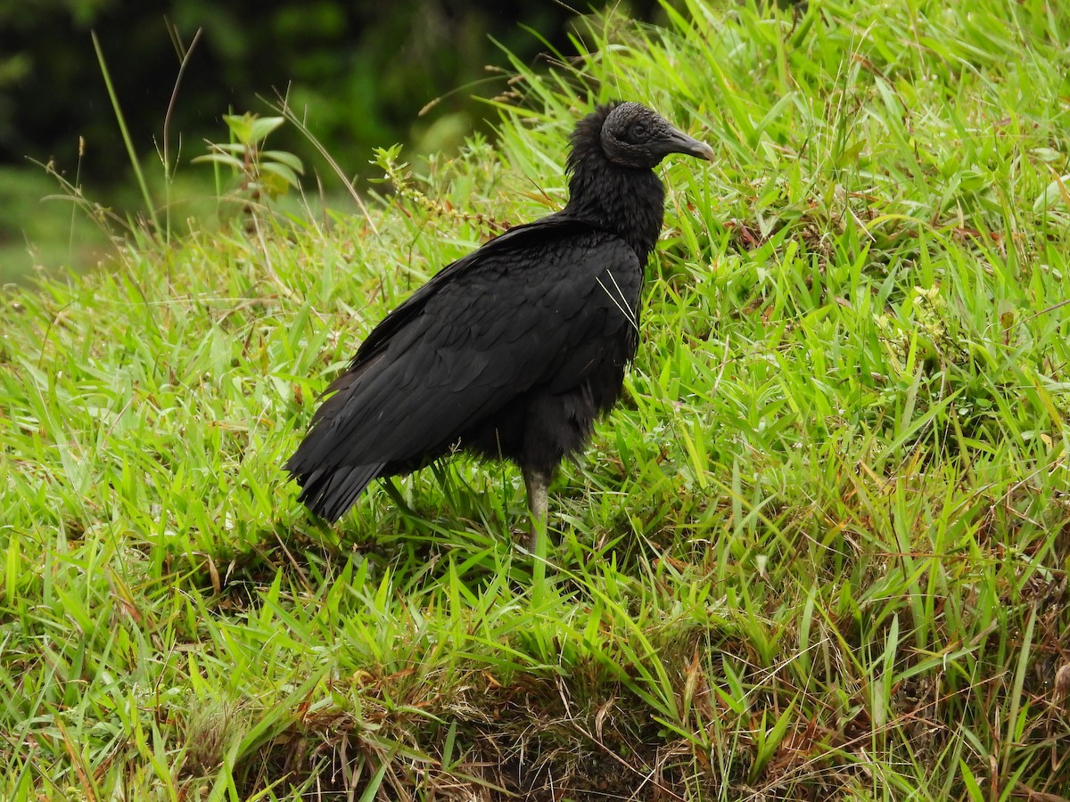 Black Vulture - Kenyi Paolo Pérez Acevedo