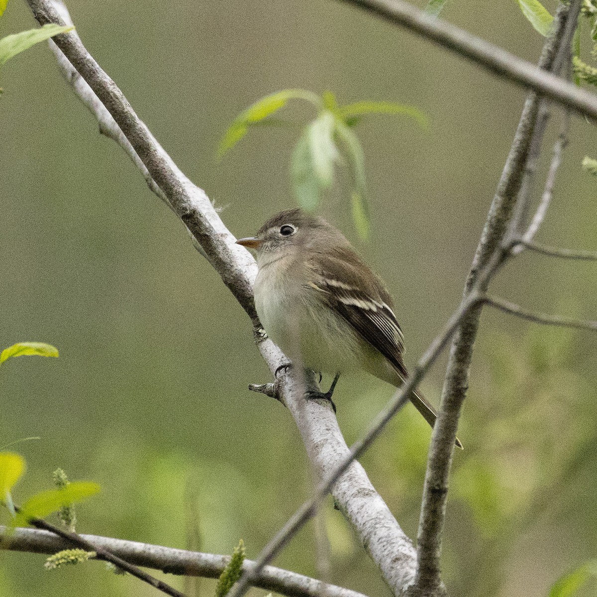 Least Flycatcher - ML619130075