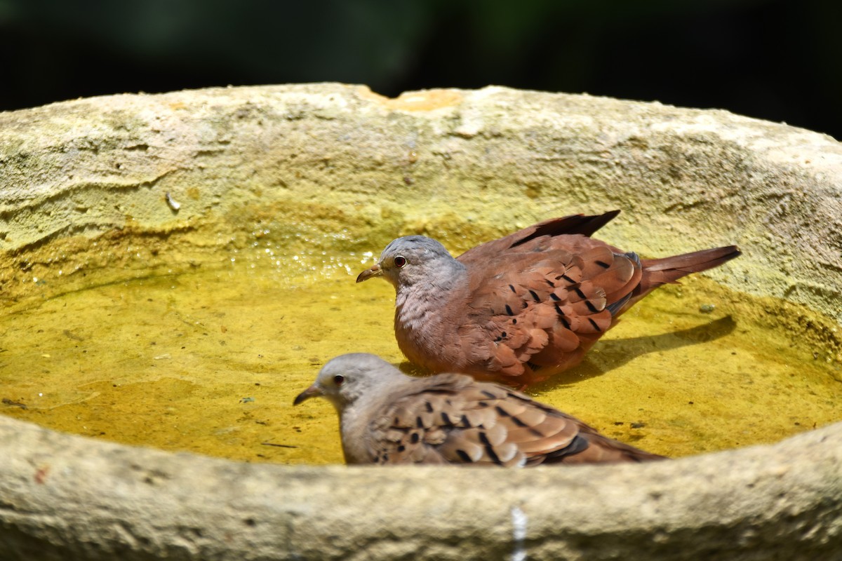 Ruddy Ground Dove - ML619130078