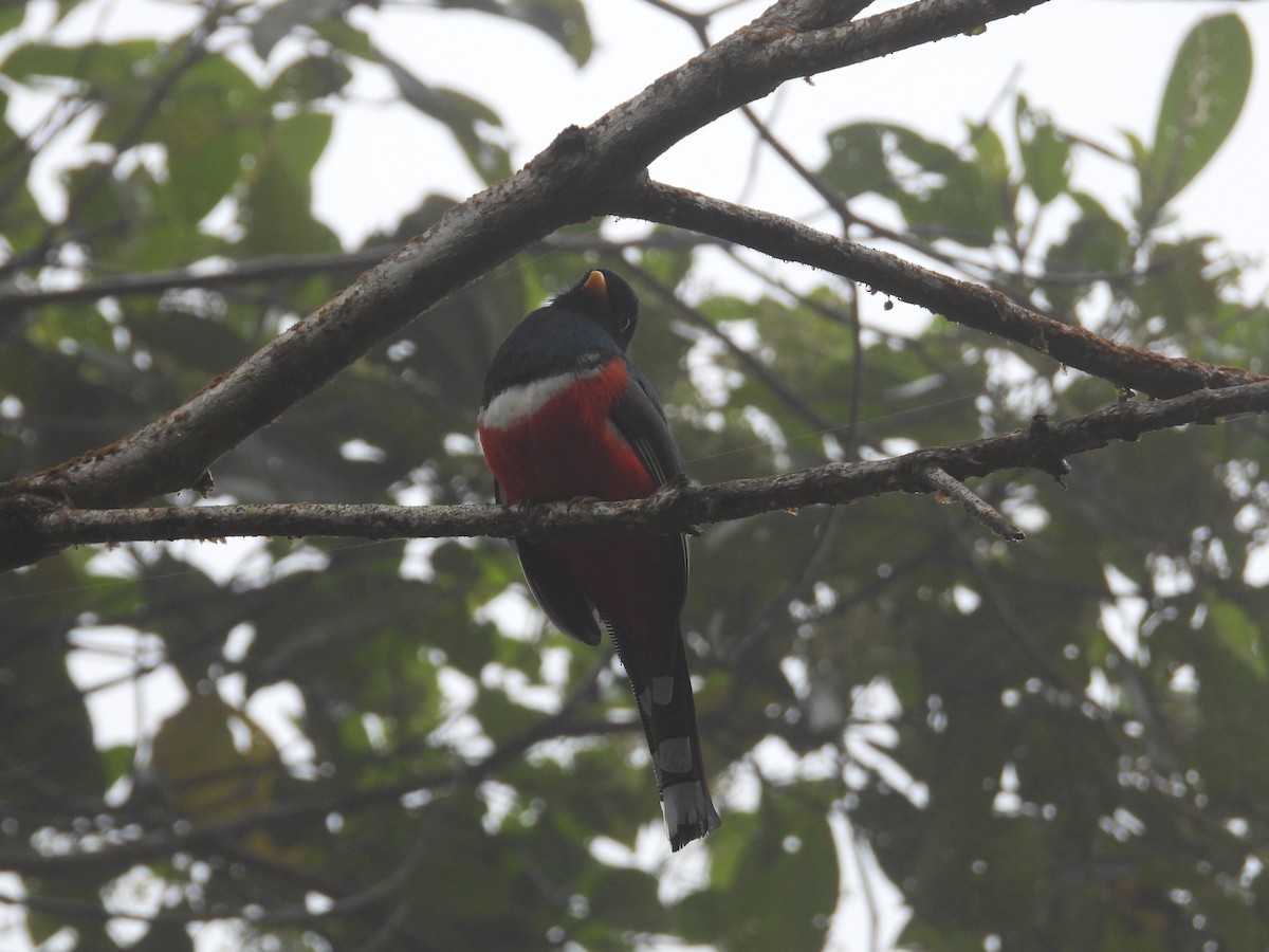 Masked Trogon - ML619130079