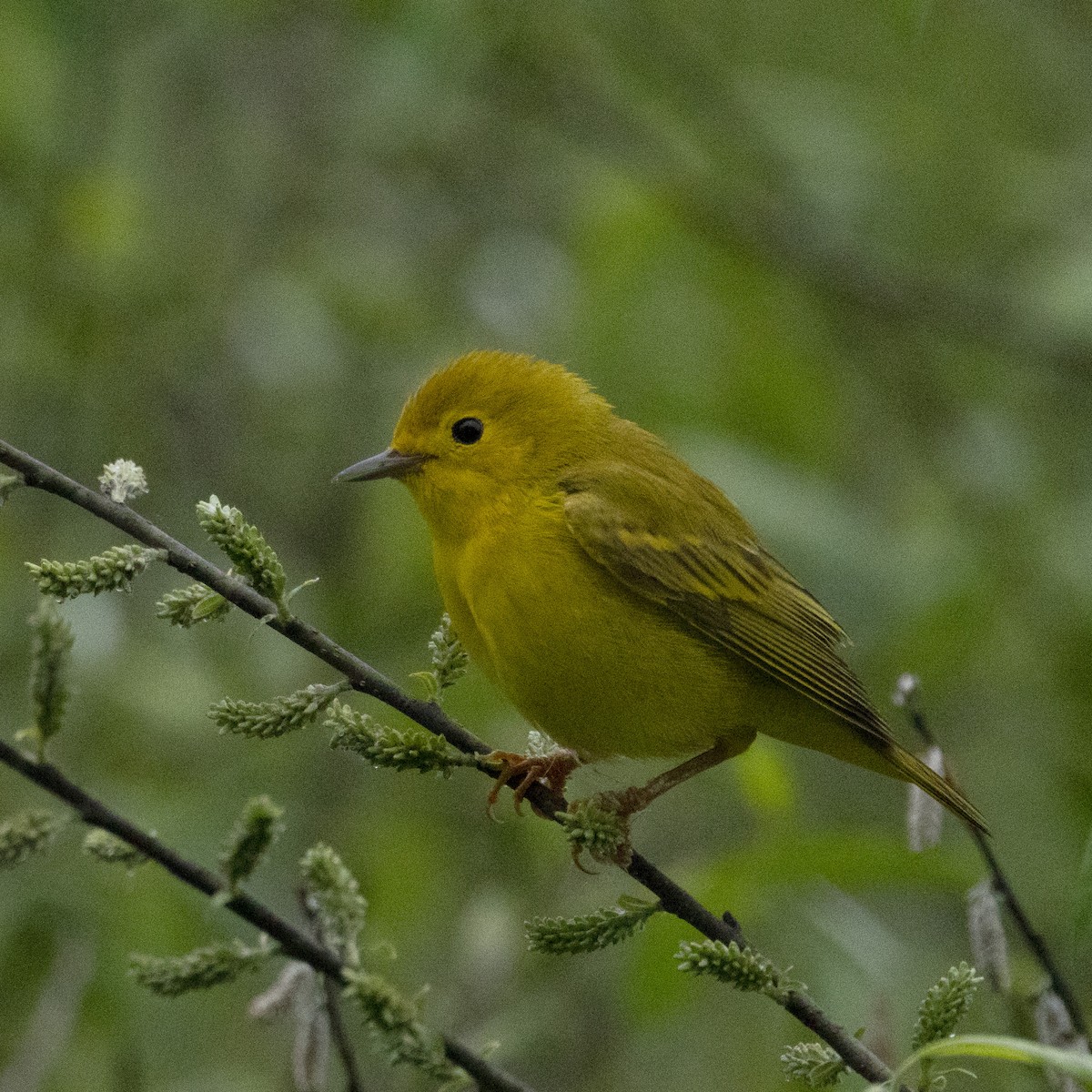 Northern Yellow Warbler - ML619130104