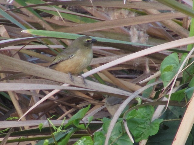 Bluish-gray Saltator - Hugo Rodriguez