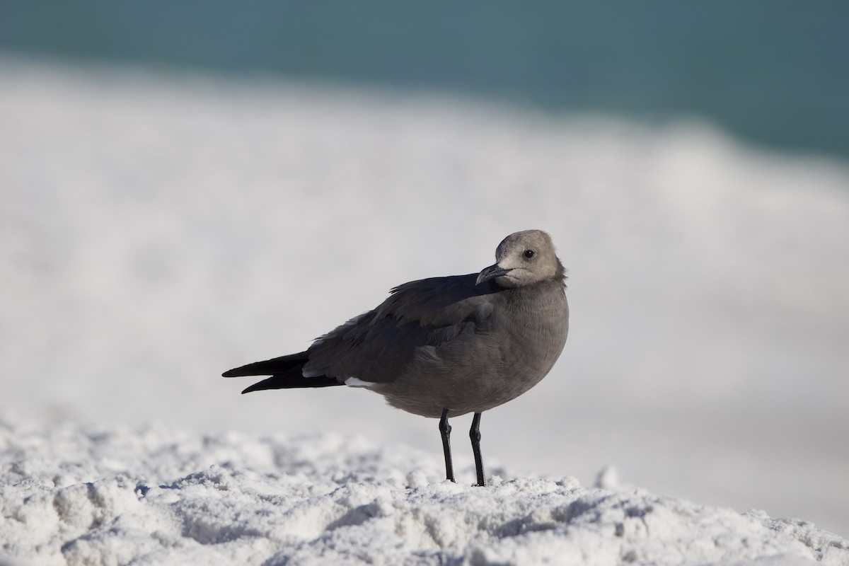 Gray Gull - ML619130107