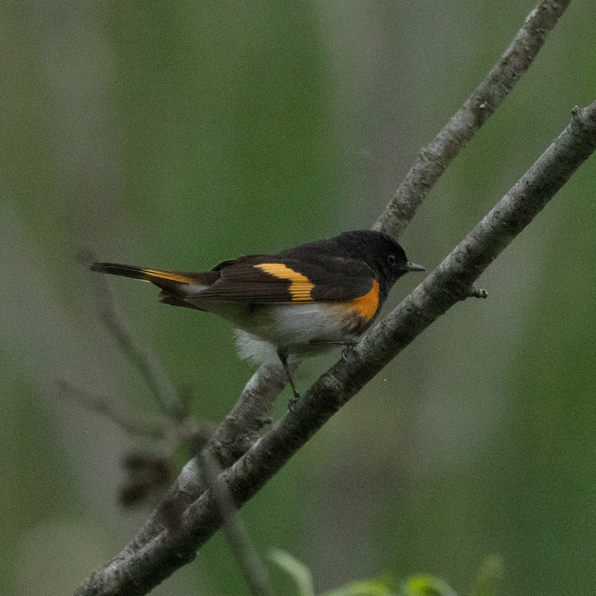 American Redstart - ML619130108
