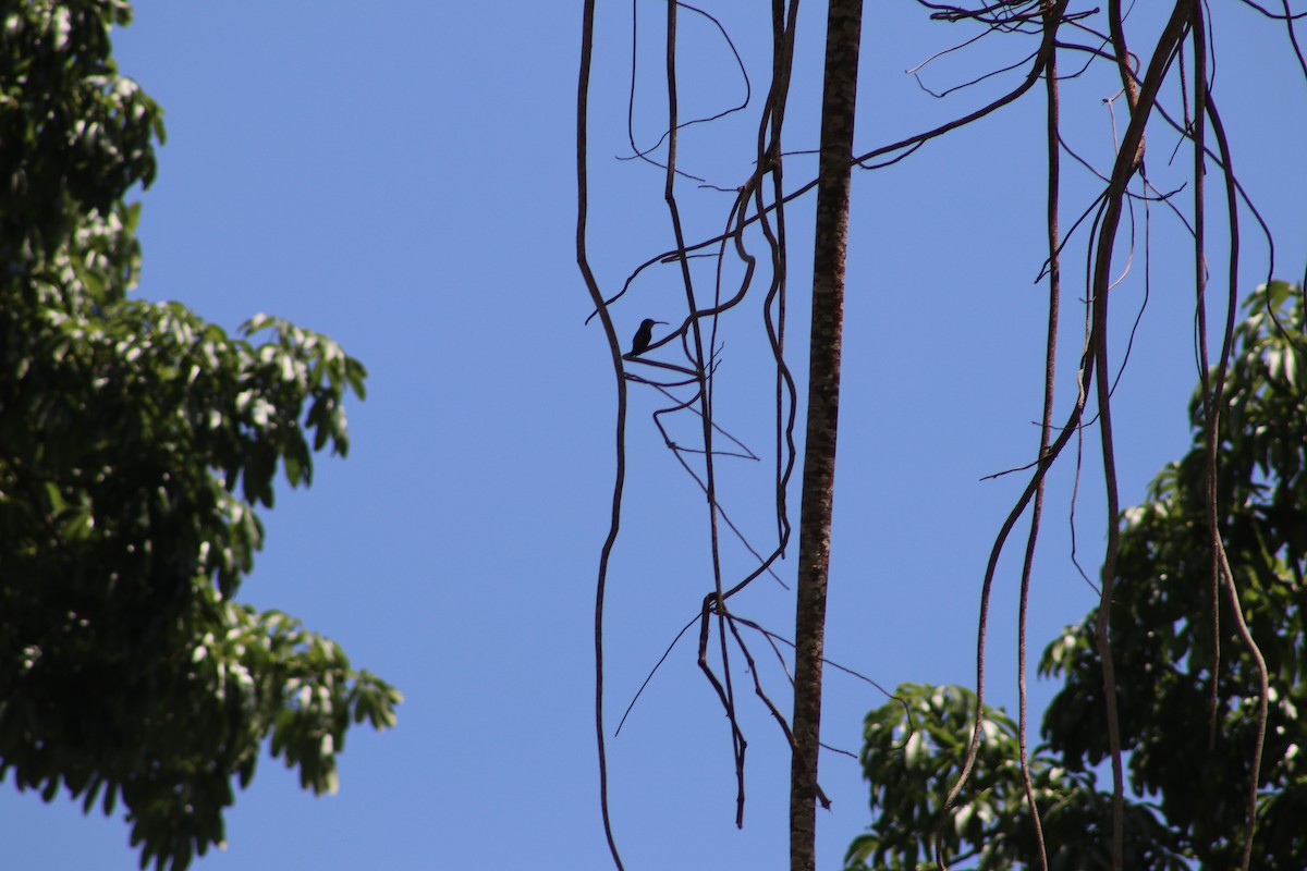 Dominikanermangokolibri - ML619130115