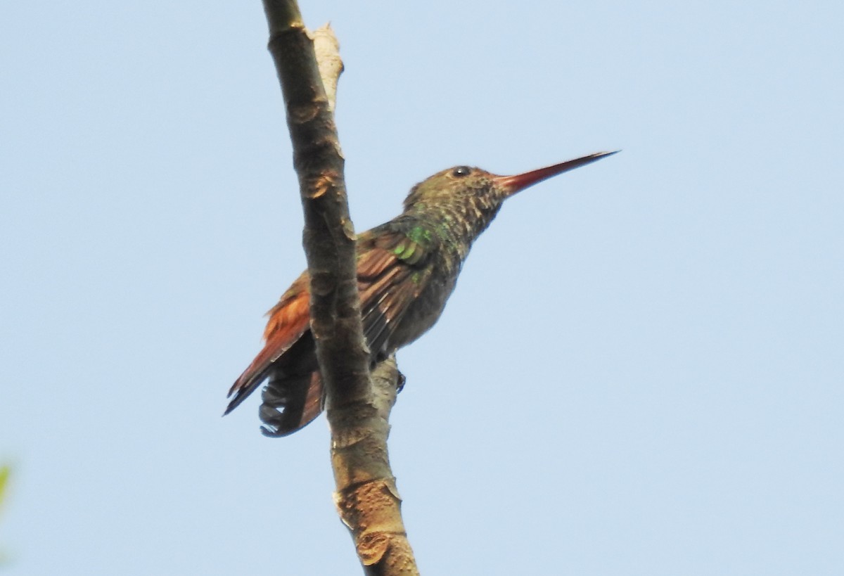 Rufous-tailed Hummingbird - Pablo Bedrossian