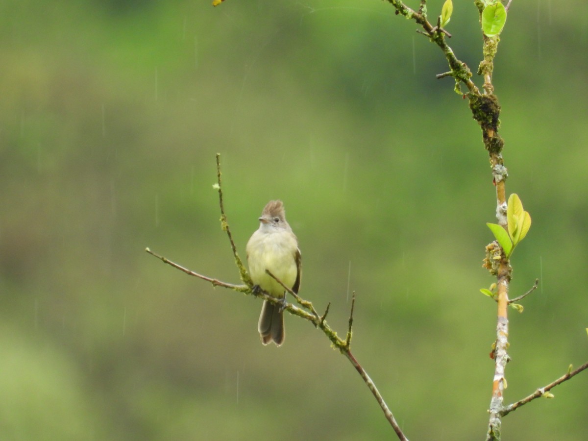 Yellow-bellied Elaenia - Kenyi Paolo Pérez Acevedo