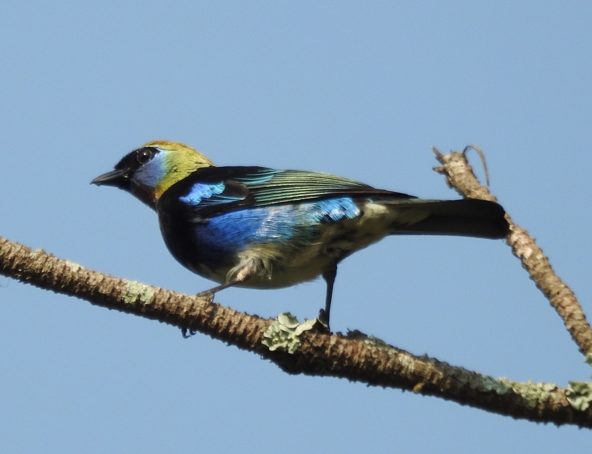 Golden-hooded Tanager - Pablo Bedrossian