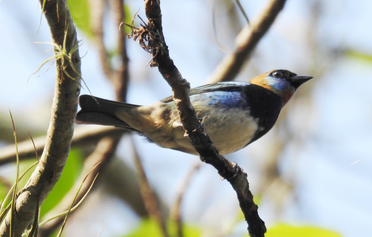 Golden-hooded Tanager - Pablo Bedrossian