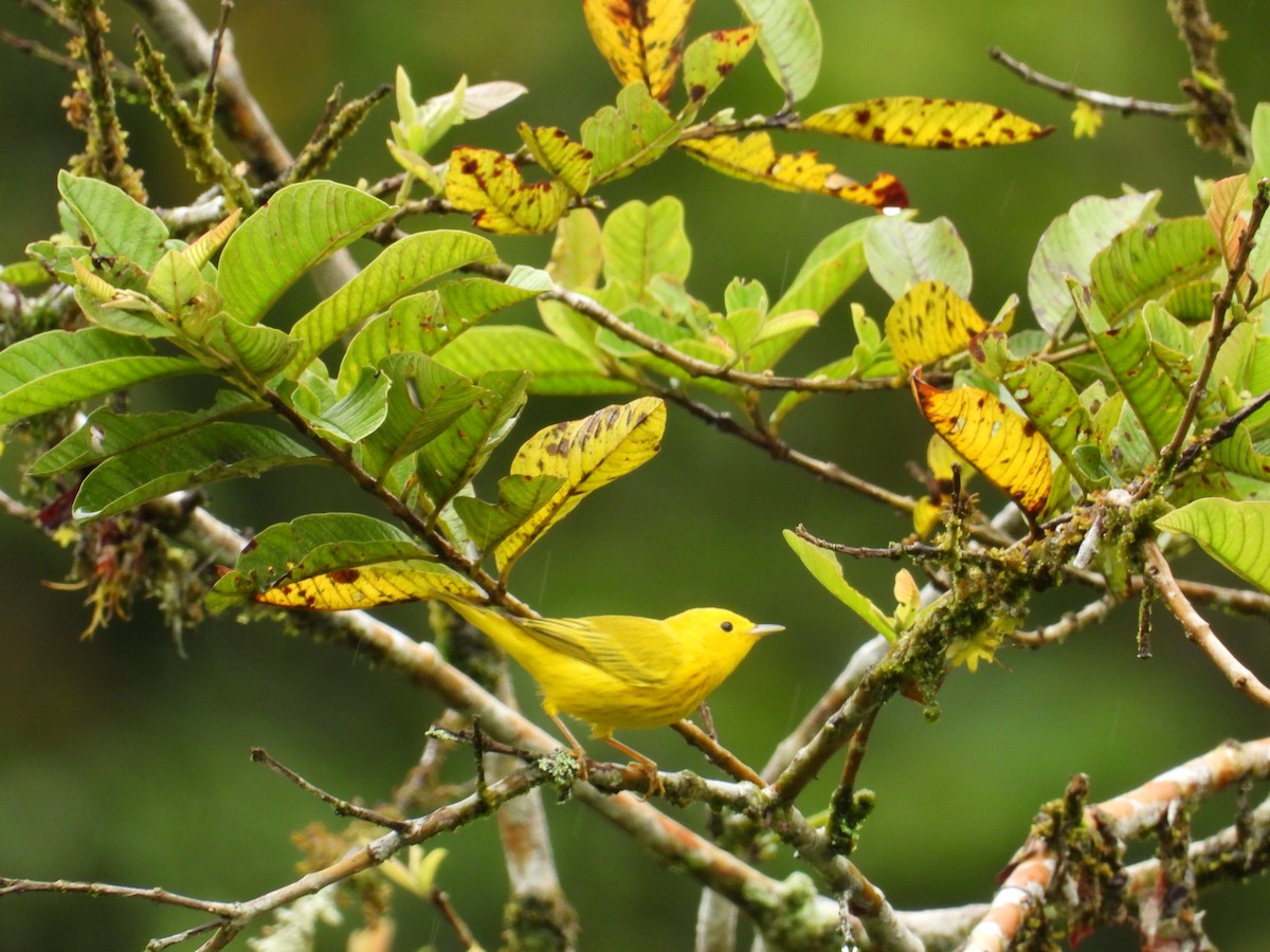 Paruline jaune - ML619130137