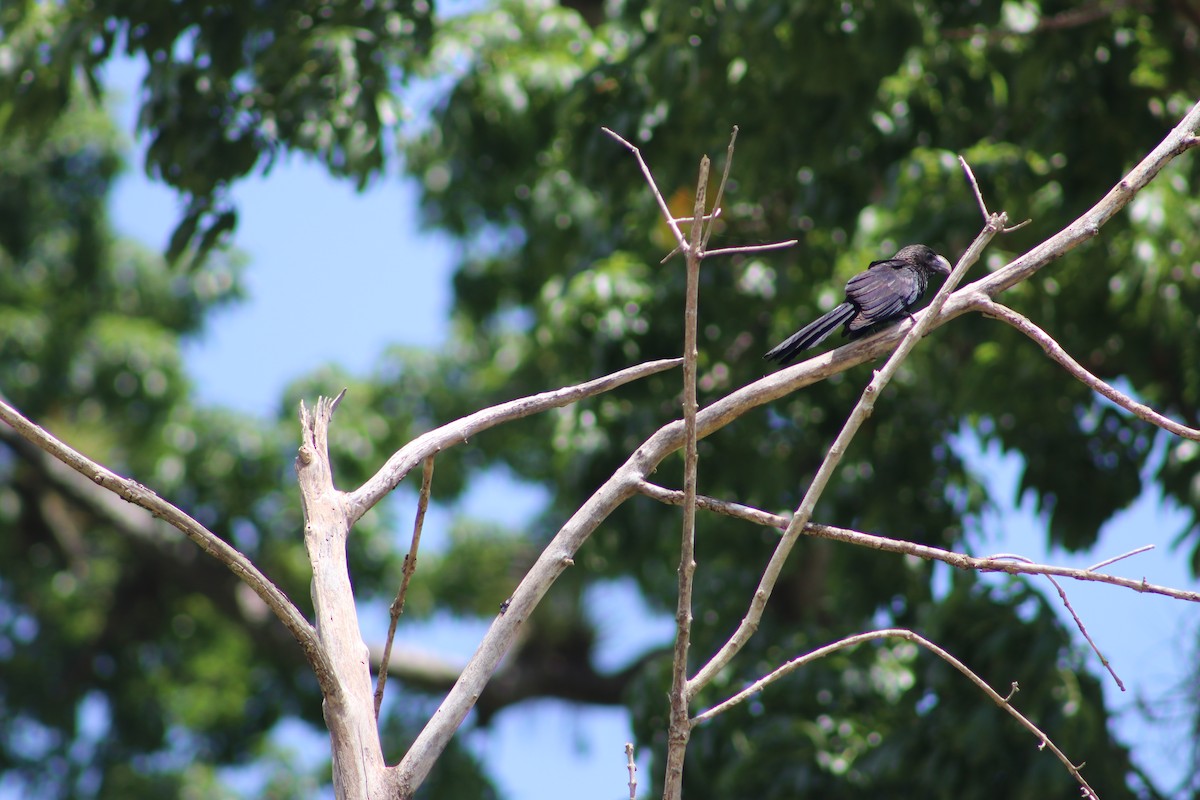 Smooth-billed Ani - Andrys Gómez