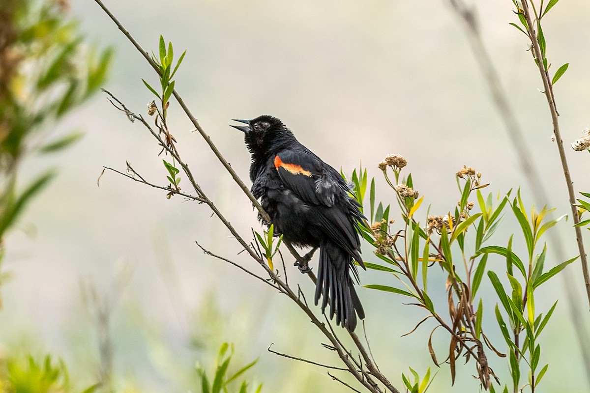 Red-winged Blackbird - Kathryn McGiffen