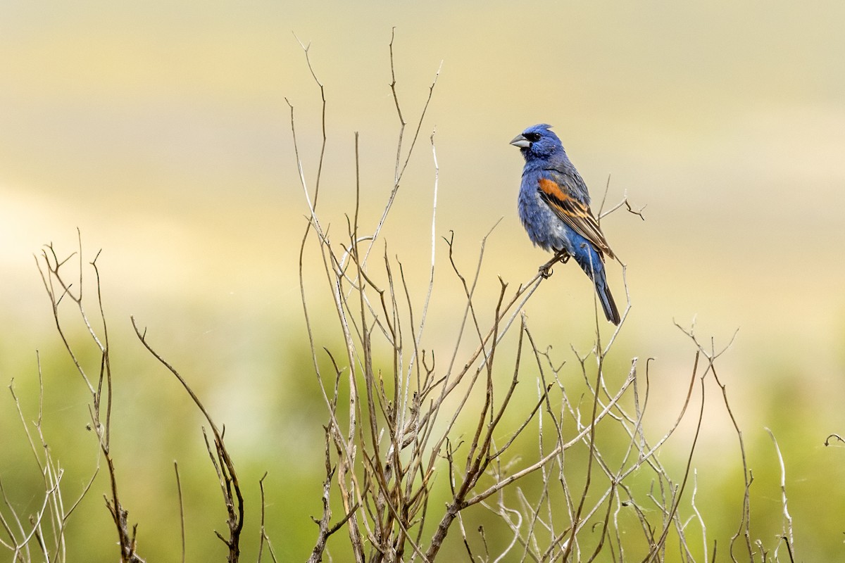 Blue Grosbeak - Kathryn McGiffen