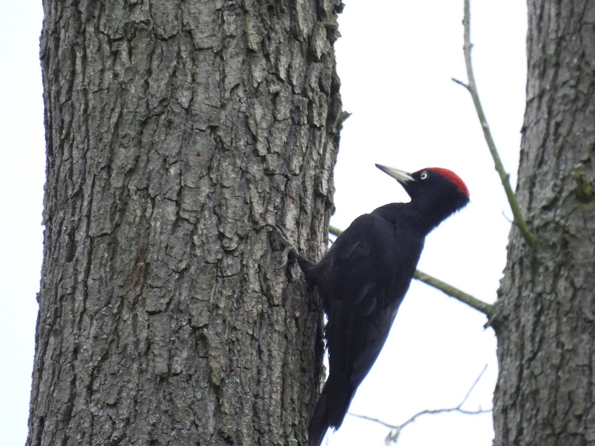 Black Woodpecker - Mike Coulson