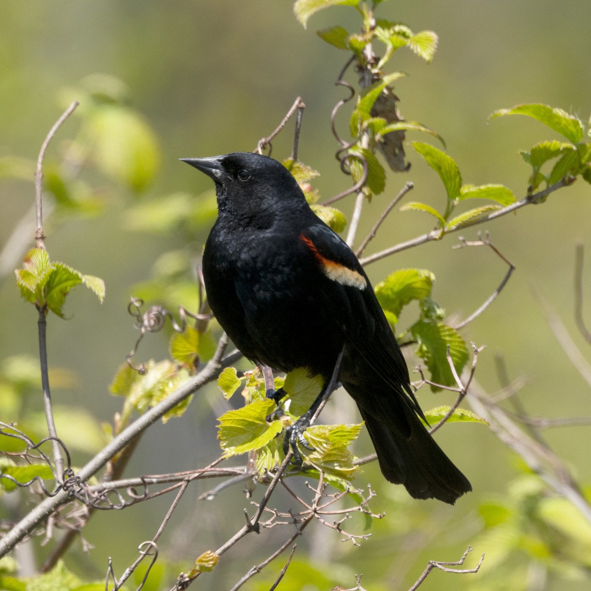 Red-winged Blackbird - Mary McKitrick