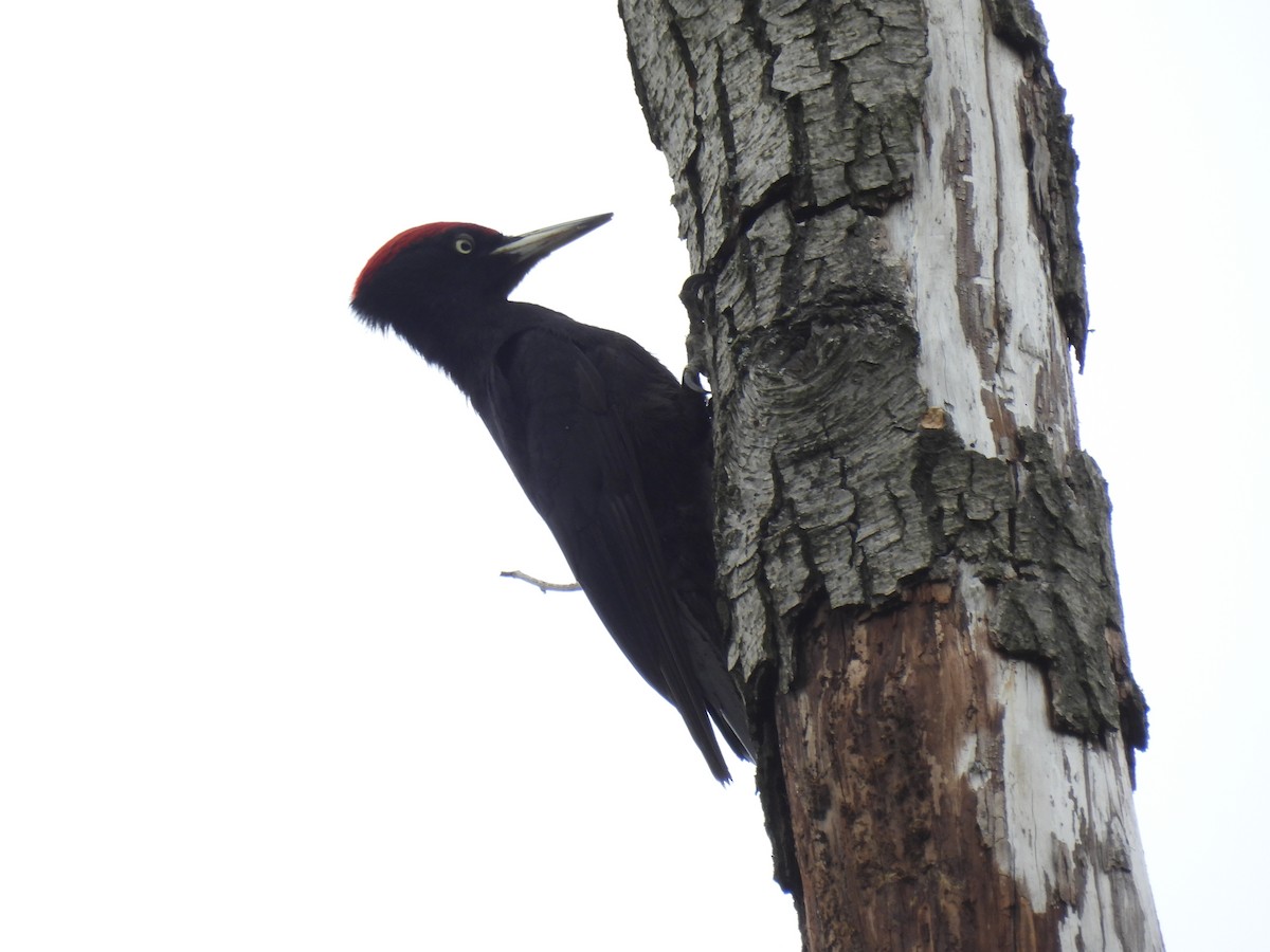 Black Woodpecker - Mike Coulson