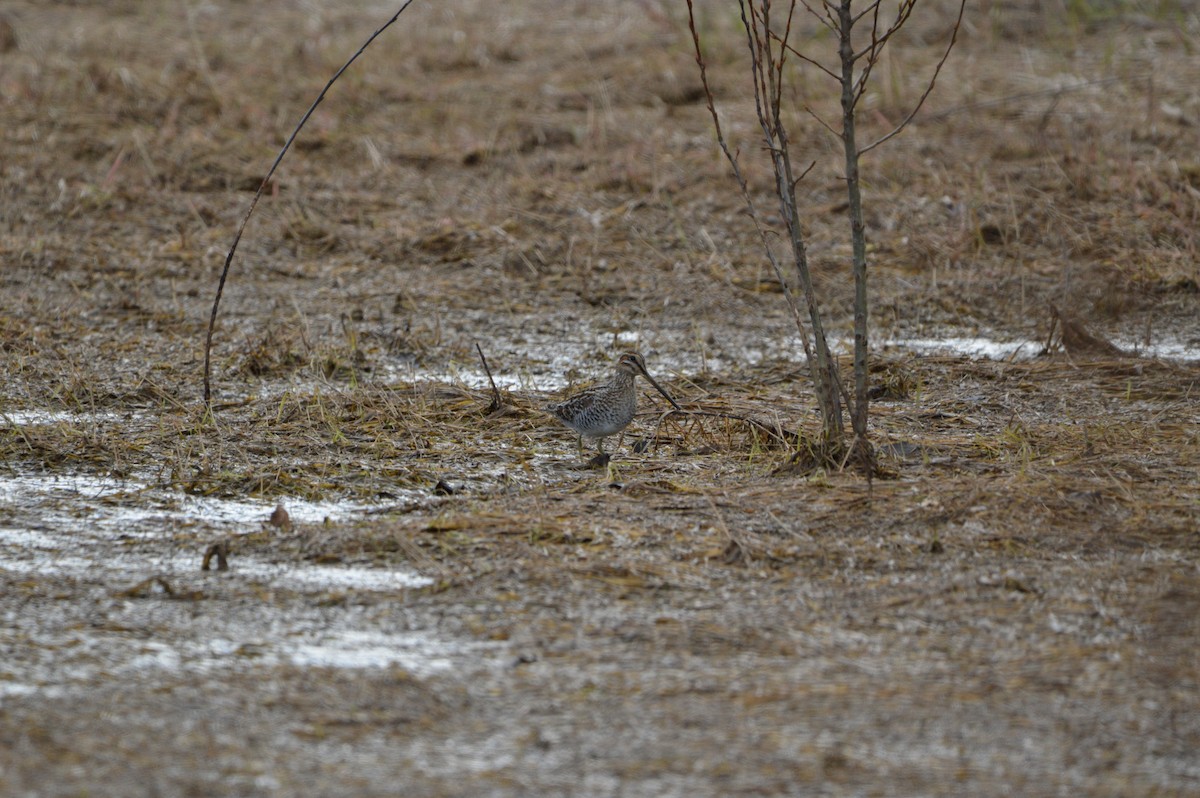 Wilson's Snipe - ML619130249