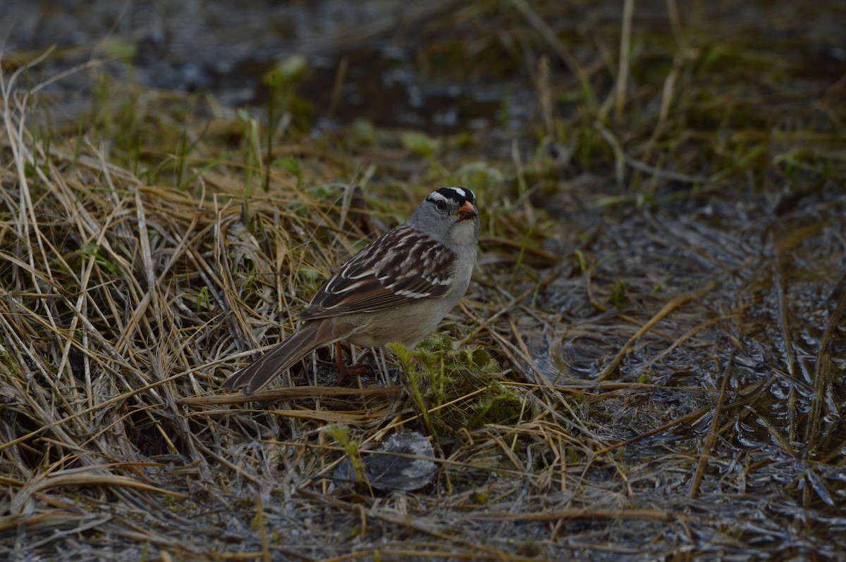 White-crowned Sparrow - James Logan