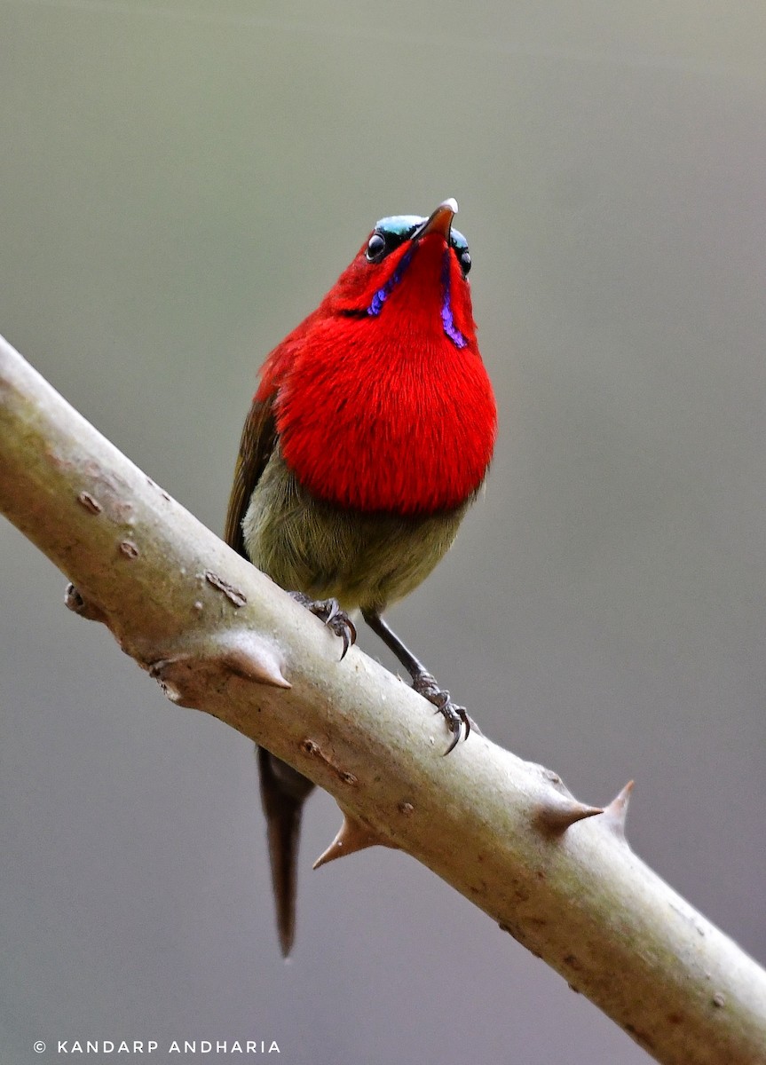 Crimson Sunbird - Kandarp  Andharia