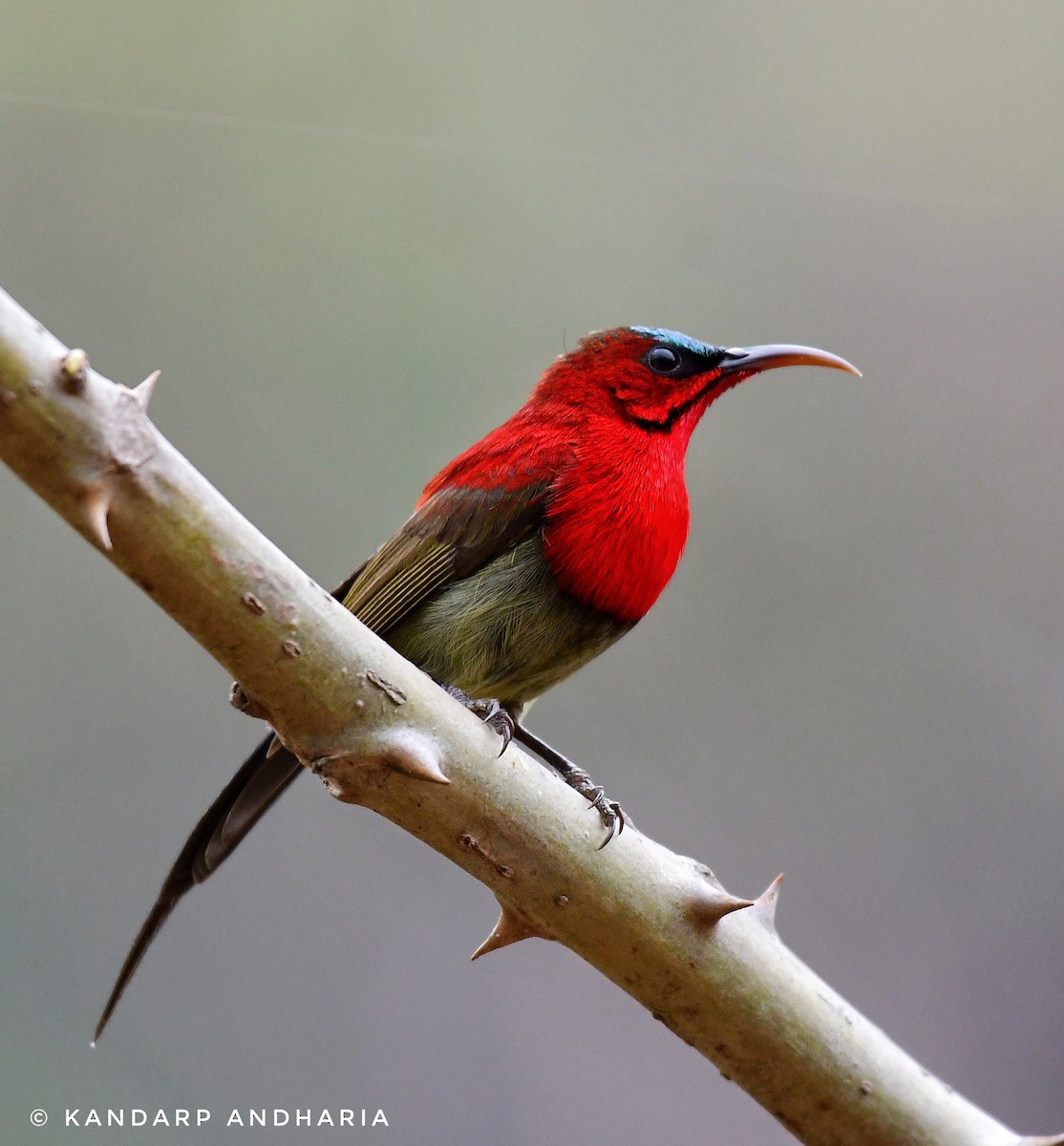 Crimson Sunbird - Kandarp  Andharia