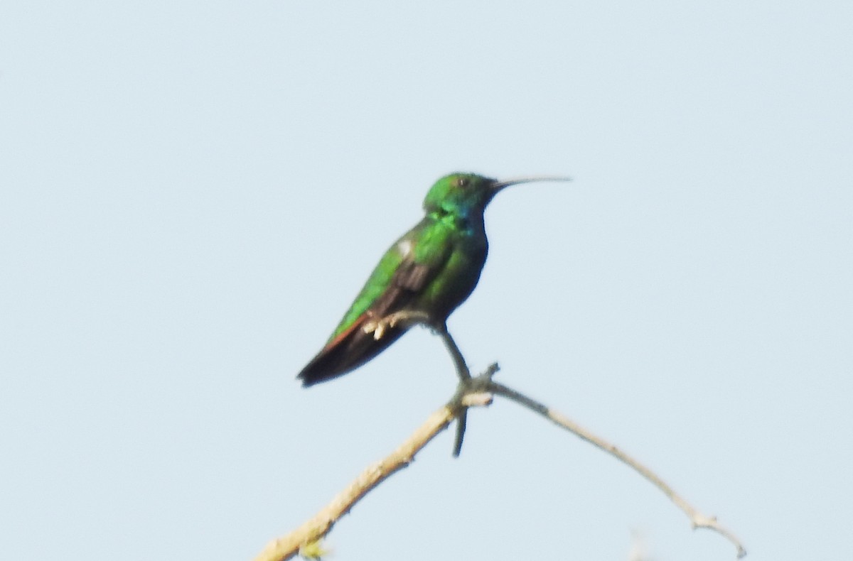 kolibřík lesklý - ML619130267