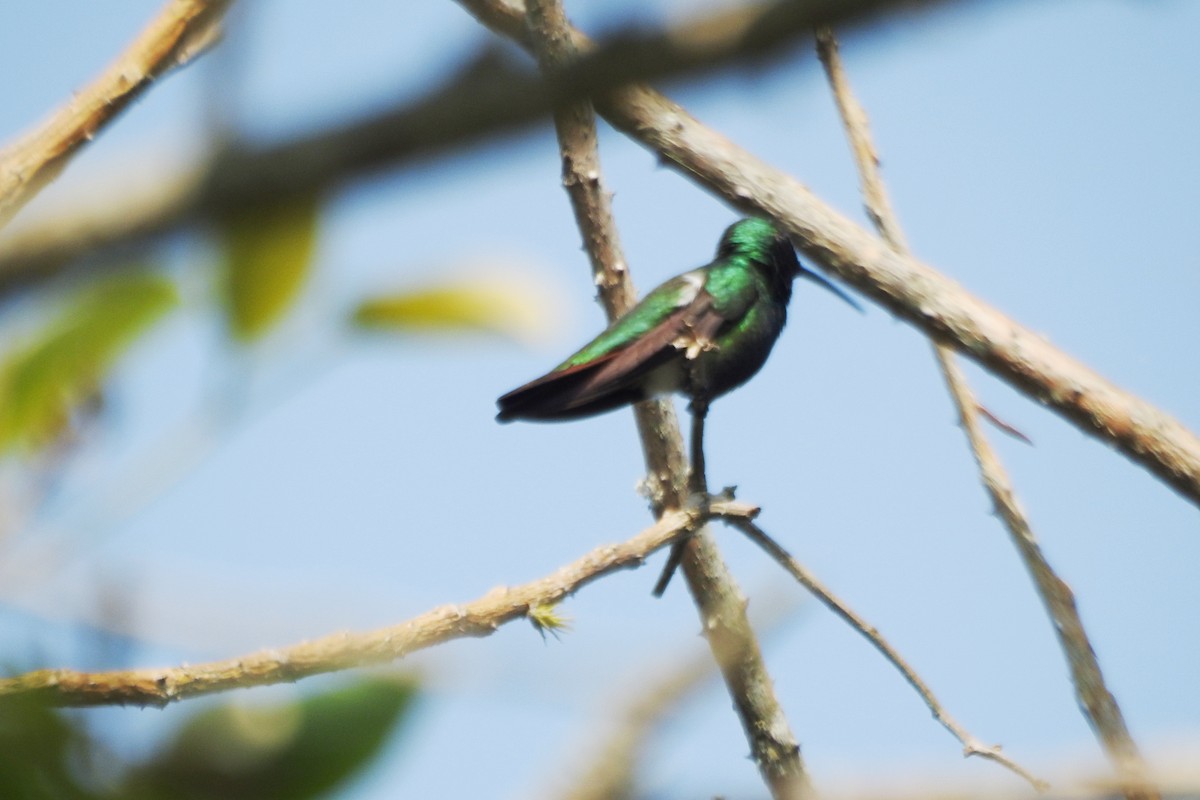 kolibřík lesklý - ML619130268