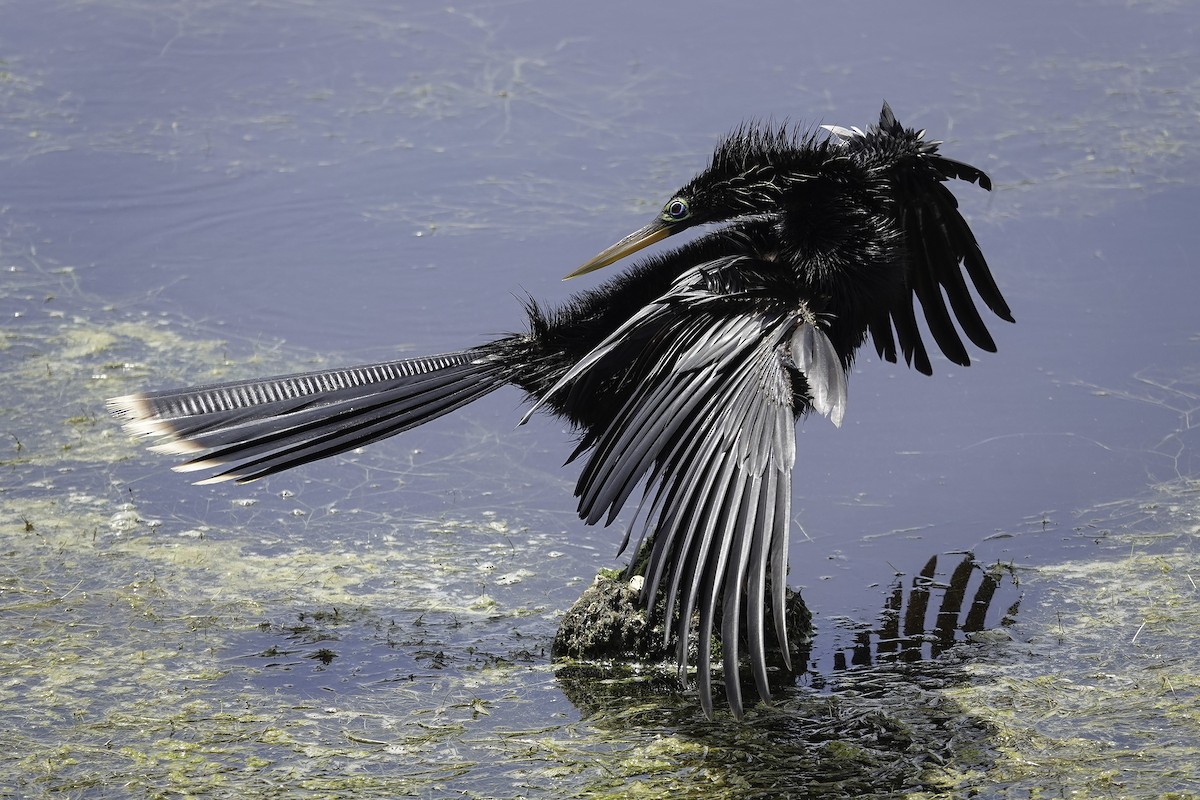 Amerika-Schlangenhalsvogel - ML619130283